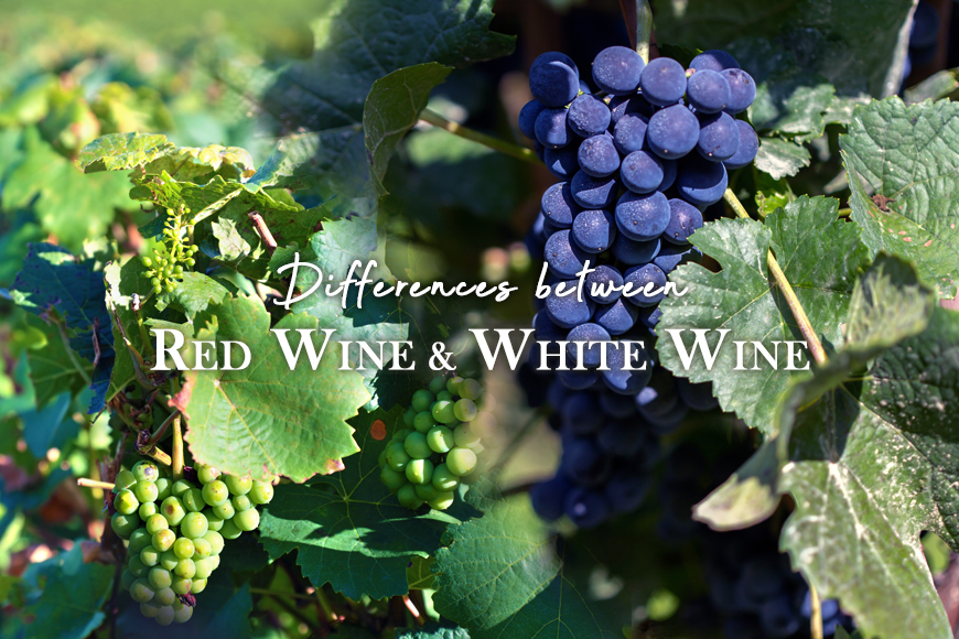 Differences between Red Wine and White Wine